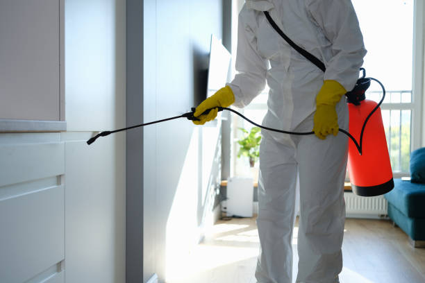 Best Attic Mold Removal  in Port Washington, WI