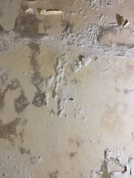 Best Professional Mold Removal  in Port Washington, WI