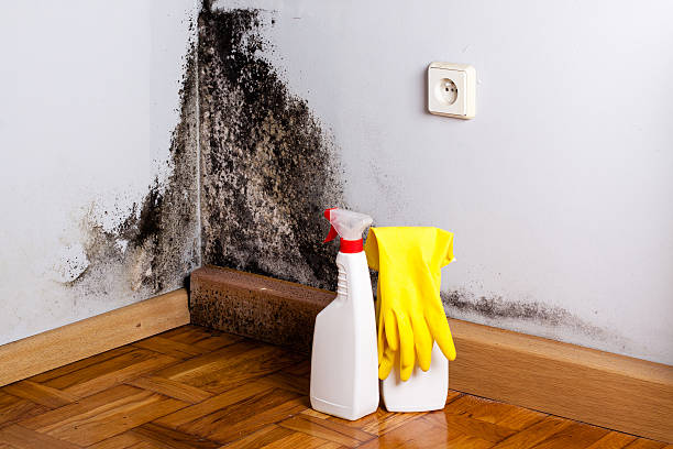 Mold Removal and Inspection in Port Washington, WI