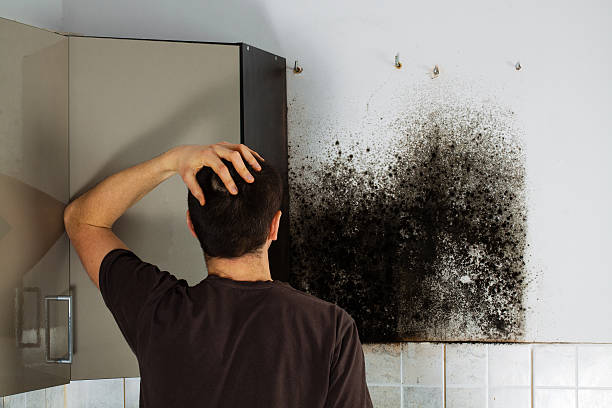 Best Attic Mold Removal  in Port Washington, WI